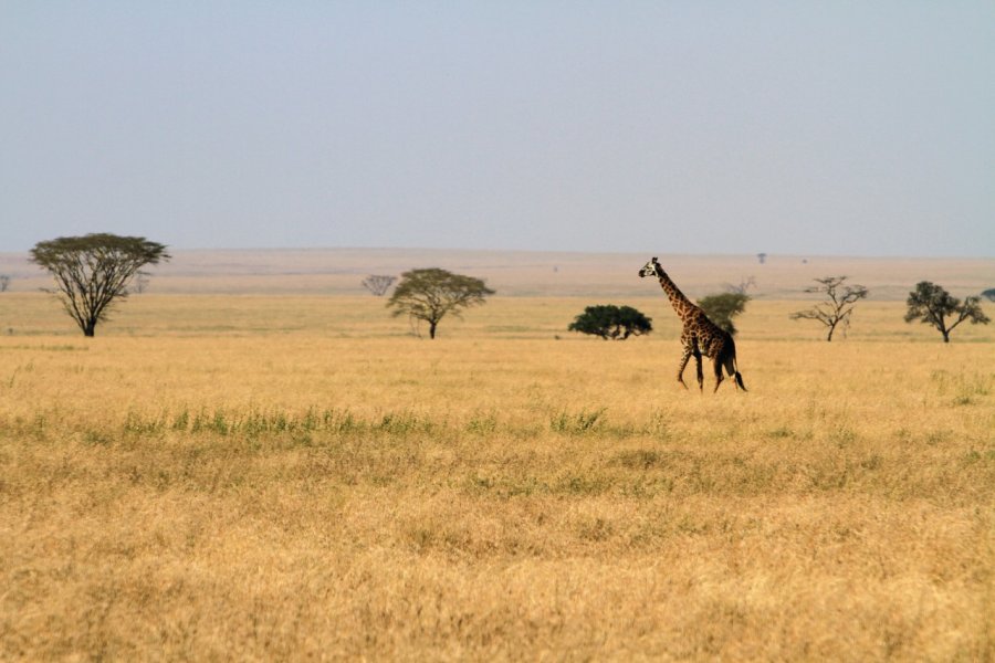 Girafe dans le Parc National du Serengeti Stephan SZEREMETA