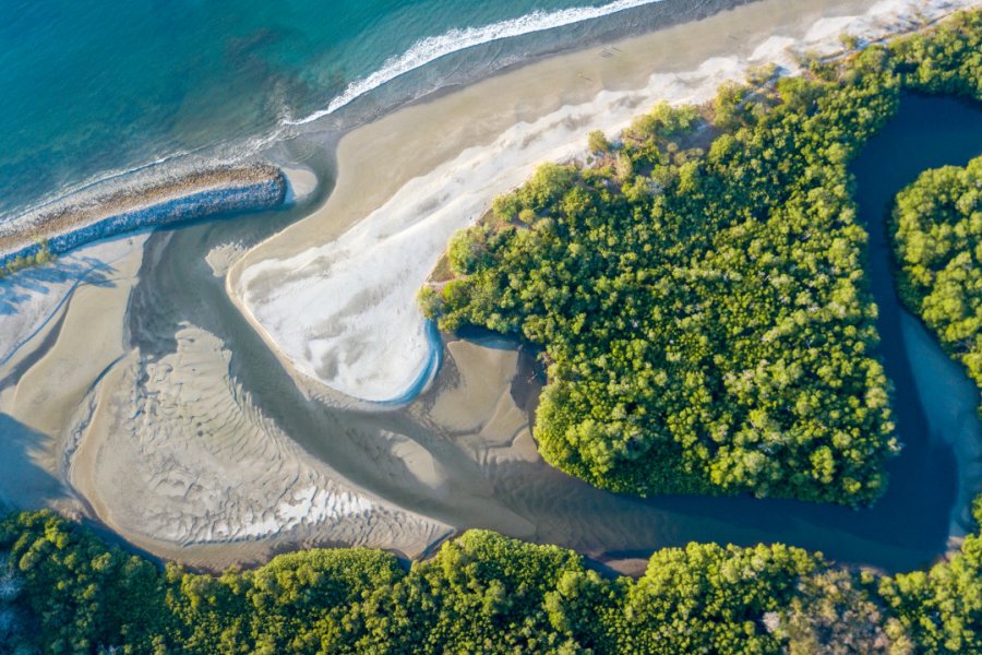 Mangrove sur le littoral. Gianfranco Vivi - Shuttestock.com
