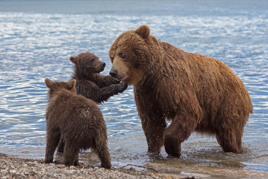 Ours bruns de la péninsule du Kamchatka. Budkov Denis - Shutterstock.com
