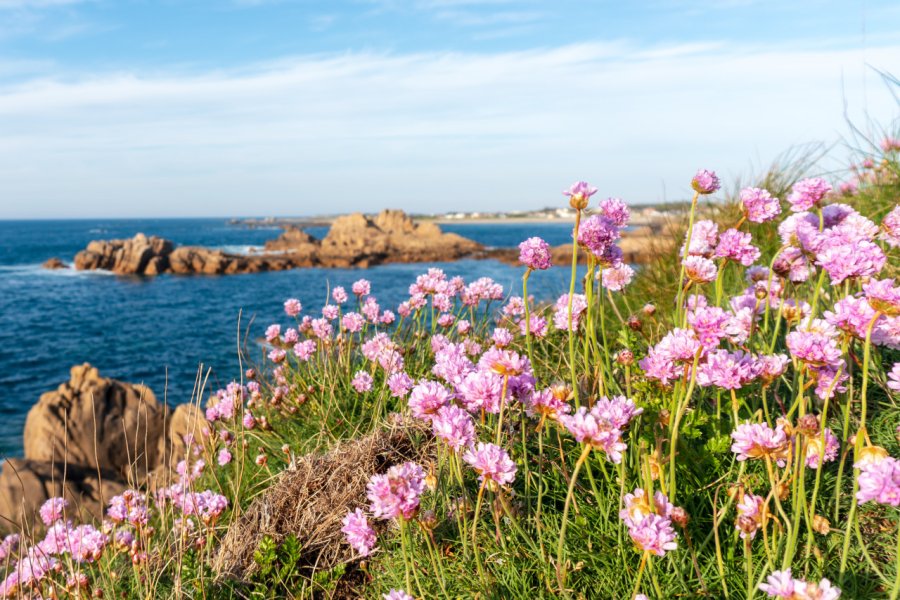 Des fleurs à Guernesey. Johncw41 - Shutterstock.com