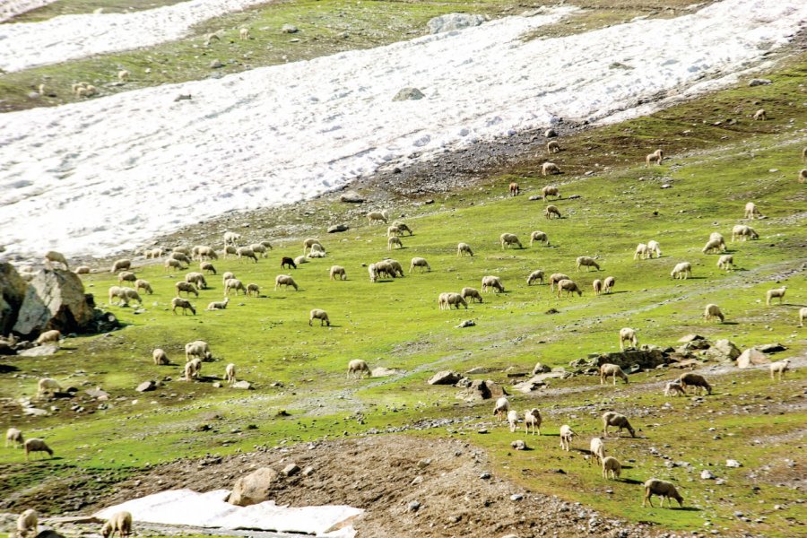 Chèvres et montons paissant dans les montagnes du Caucase. Khlongwangchao - iStockphoto