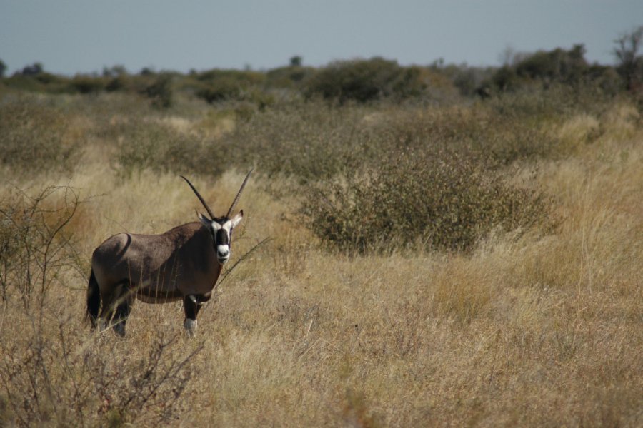 Oryx. Marie Gousseff / Julien Marchais