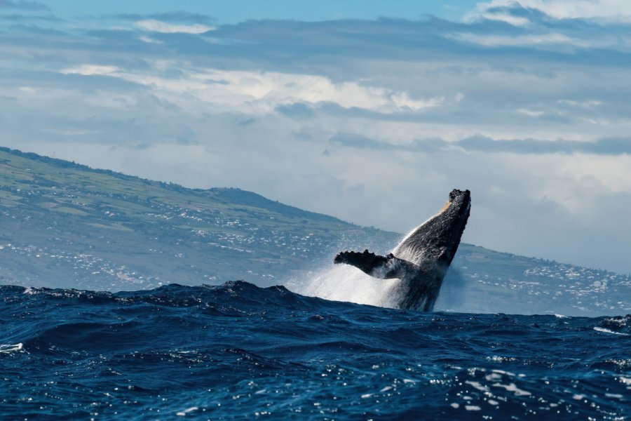 Baleine à bosse à la Réunion. shutterstock - Karn Samanvorawong