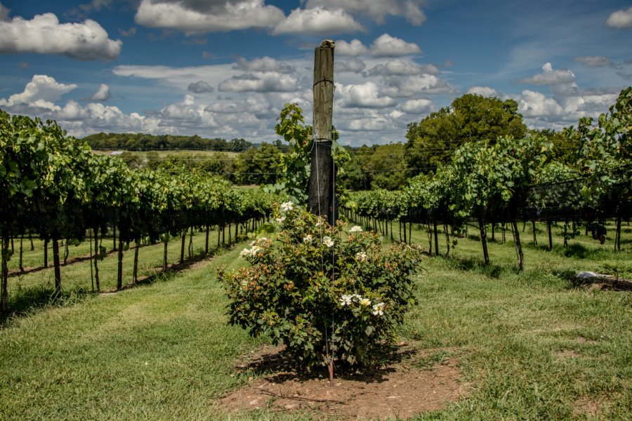 Vignoble d'Arrington. Globe Guide Media Inc - Shutterstock.com