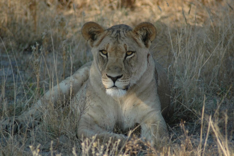 Lionne dans le Kalahari. Marie Gousseff / Julien Marchais