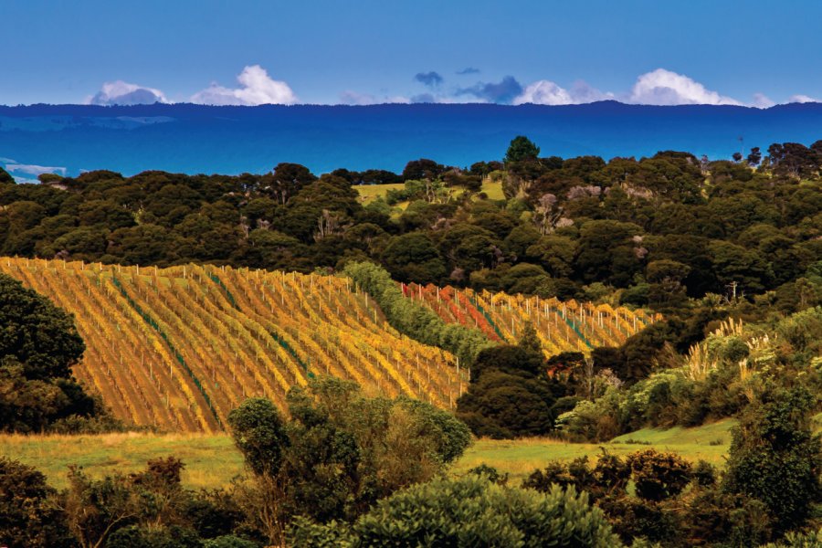 Vignoble de Waiheke. sydneyhills - iStockphoto