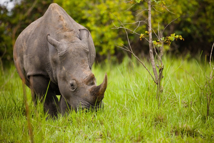 Ziwa Rhino Sanctuary. Radek Borovka - Shutterstock.com