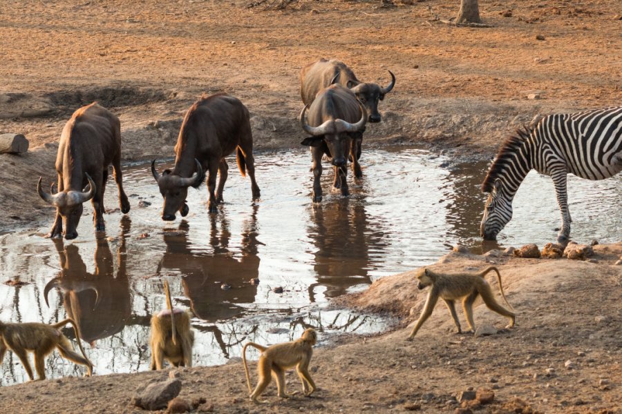 Majete Wildlife Reserve. mhenrion - Shutterstock.com