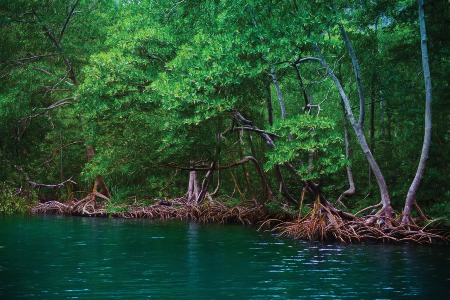 Mangrove du parc national de Los Haïtises. La_Corivo - iStockphoto