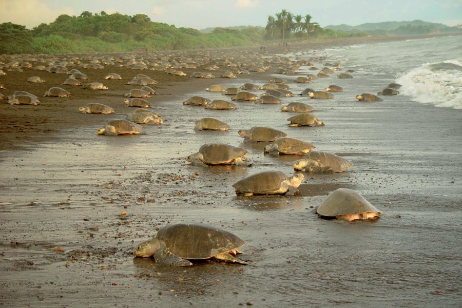 Tortues arrivants sur la plage du refuge d'Ostional JUAN AMIGHETTI - ICT