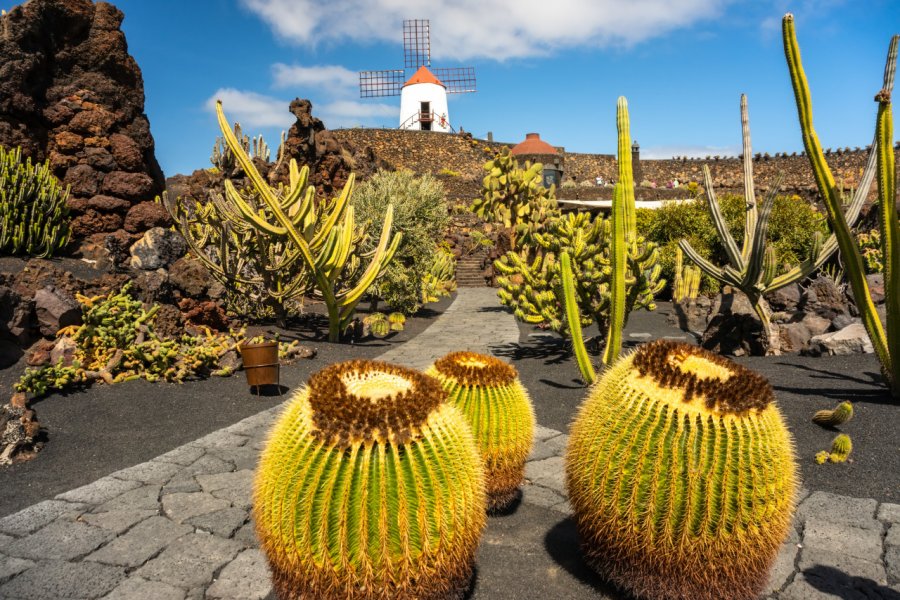 Jardin de Cactus. Kochneva Tetyana - Shutterstock.Com