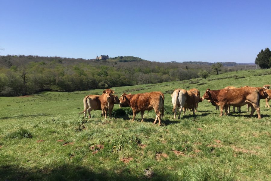 Les vaches limousines près de Hautefort. Hervé LOUBET