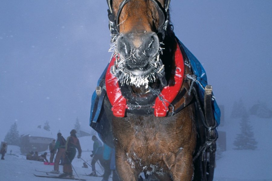 Cheval dans la neige (© ITZAK NEWMANN - ICONOTEC))