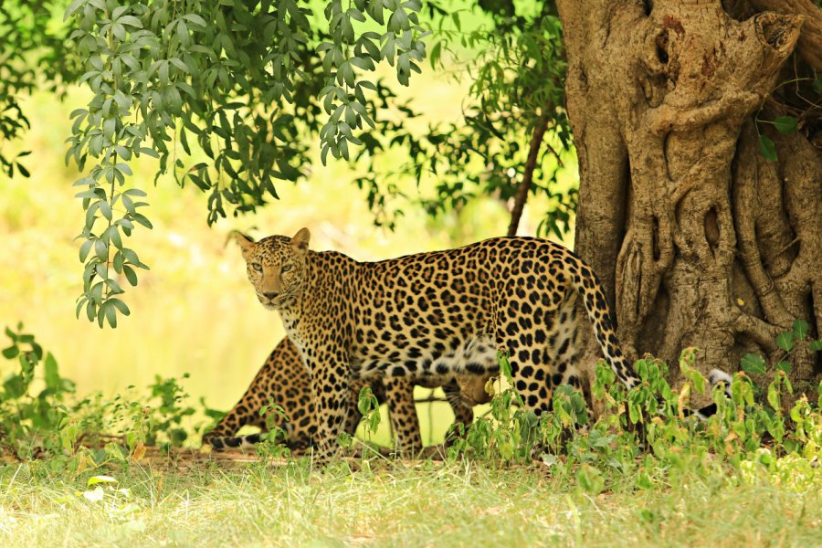 Léopards du Kaeng Krachan national park. Kosin Sukhum - Shutterstock.com