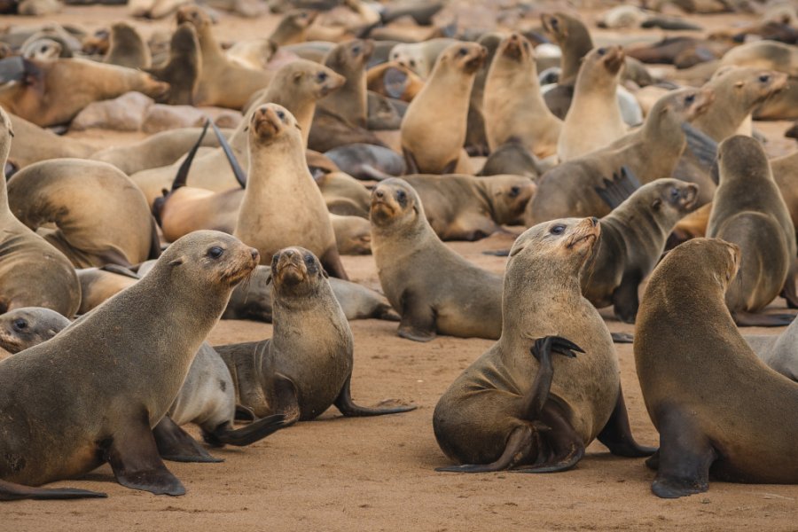 Otaries, Skeleton Coast. Natalia Macheda - Shutterstock.com
