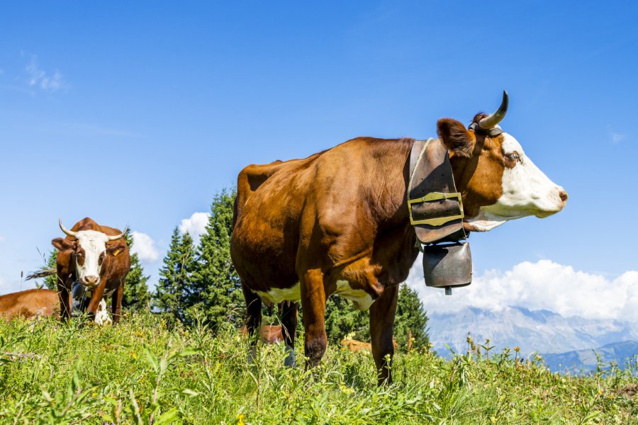 Vaches Abondance dans les paturâges de Beaufort. ventdusud - Shutterstock.com
