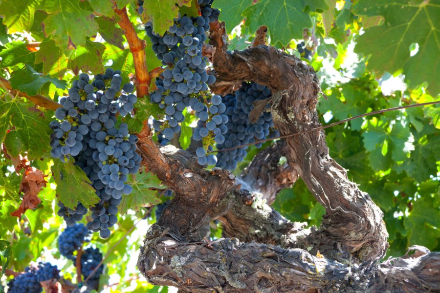 Vignoble de Zinfandel. photoinnovation - Shutterstock.com