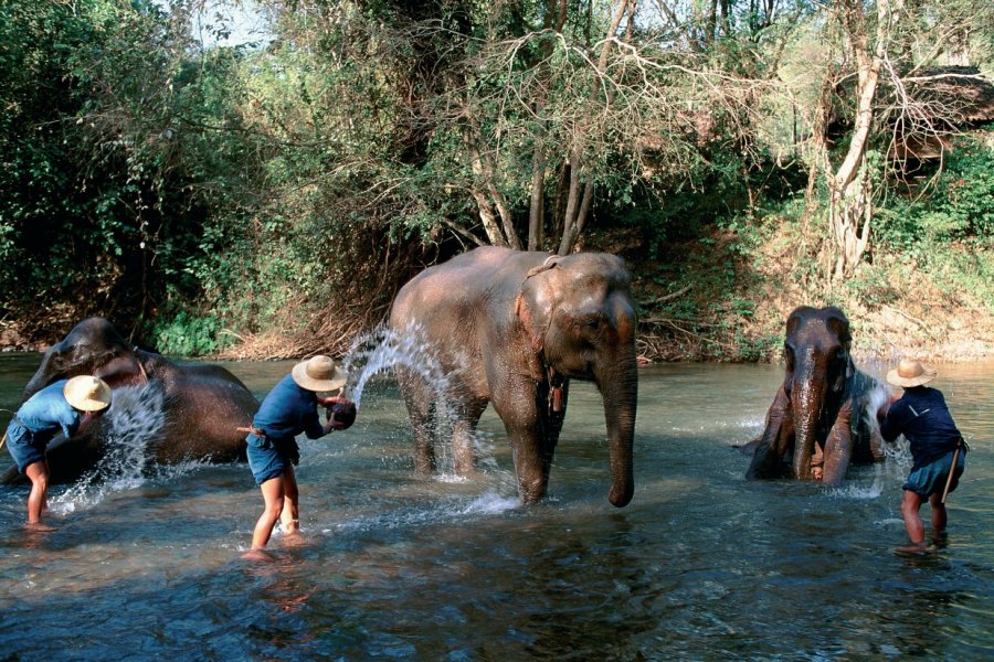 Bain des éléphants à Chiang Dao. Author's Image