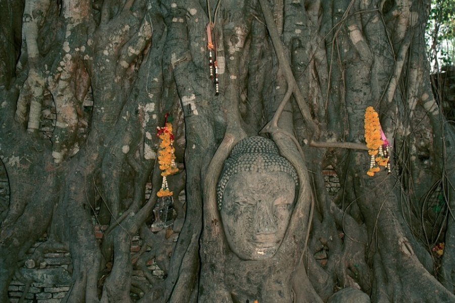Tête de Bouddha lovée dans un arbre du Wat Mahathat. (© Author's Image))