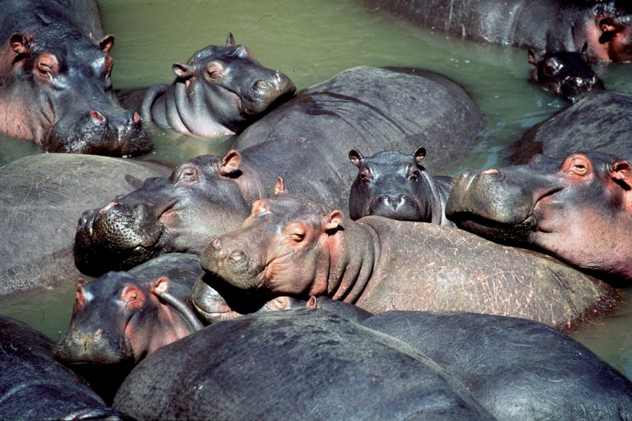 Hippopotames dans le lac Naïvasha Kenya Tourist Board