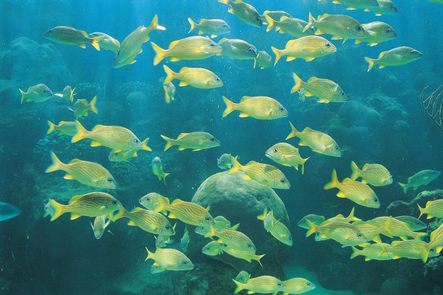 Découvrez la faune sous-marine de Varadero. Henri Conodul - Iconotec