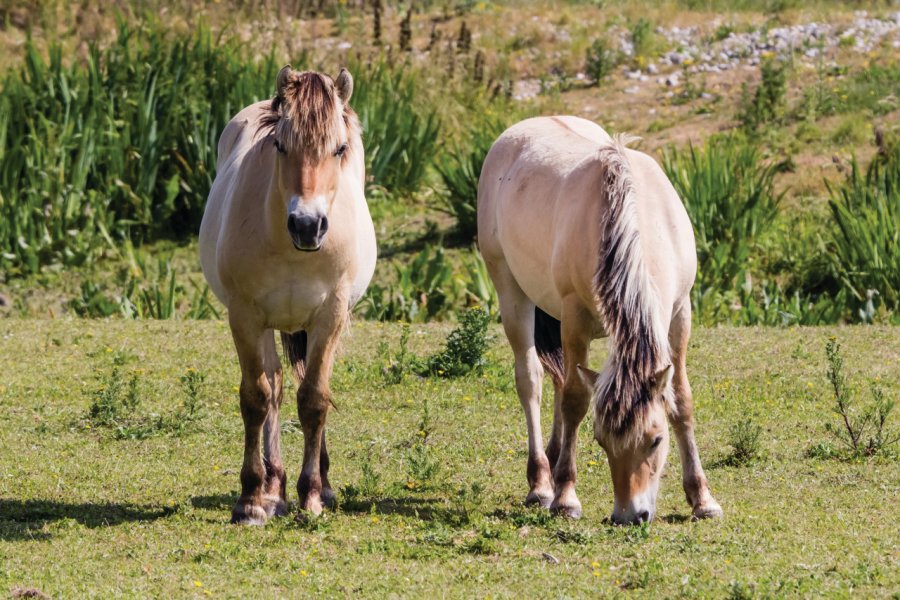 Chevaux Henson. philippe paternolli - iStockphoto.com