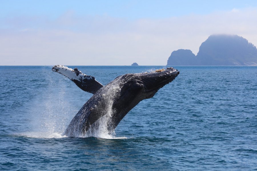 Observation des baleines, Kenai Fjords National Park. Steve Boice - Shutterstock.com