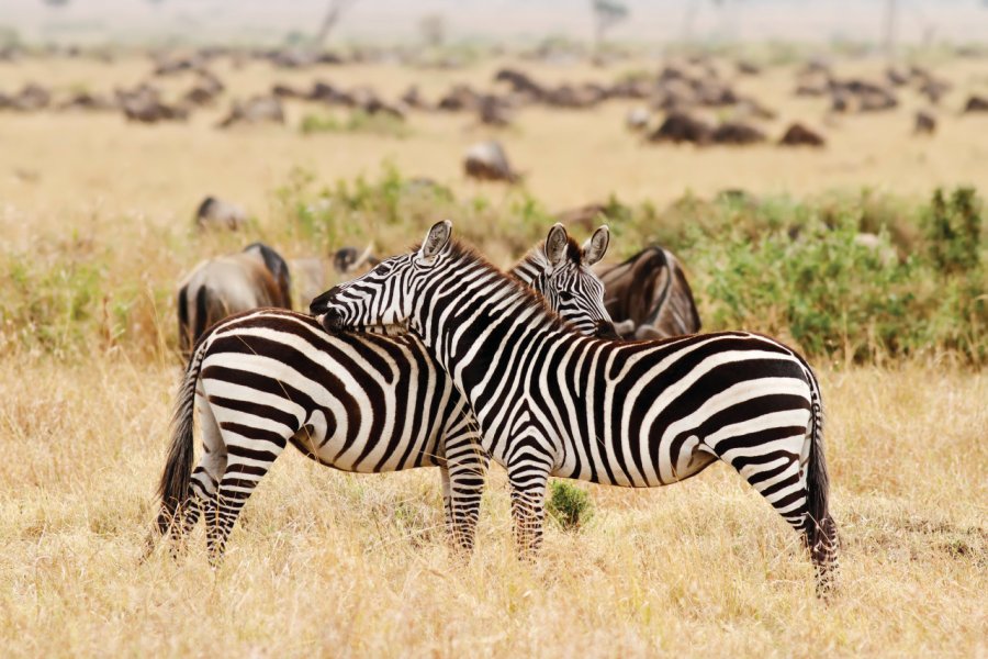 Maasai Mara National Reserve. tankbmb