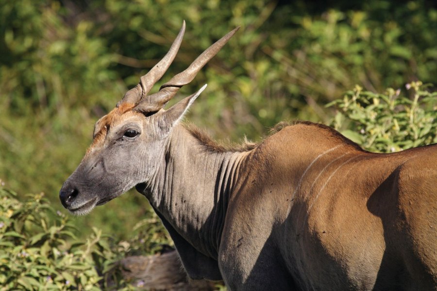 Éland du Arusha National Park MogensTrolle - iStockphoto.com