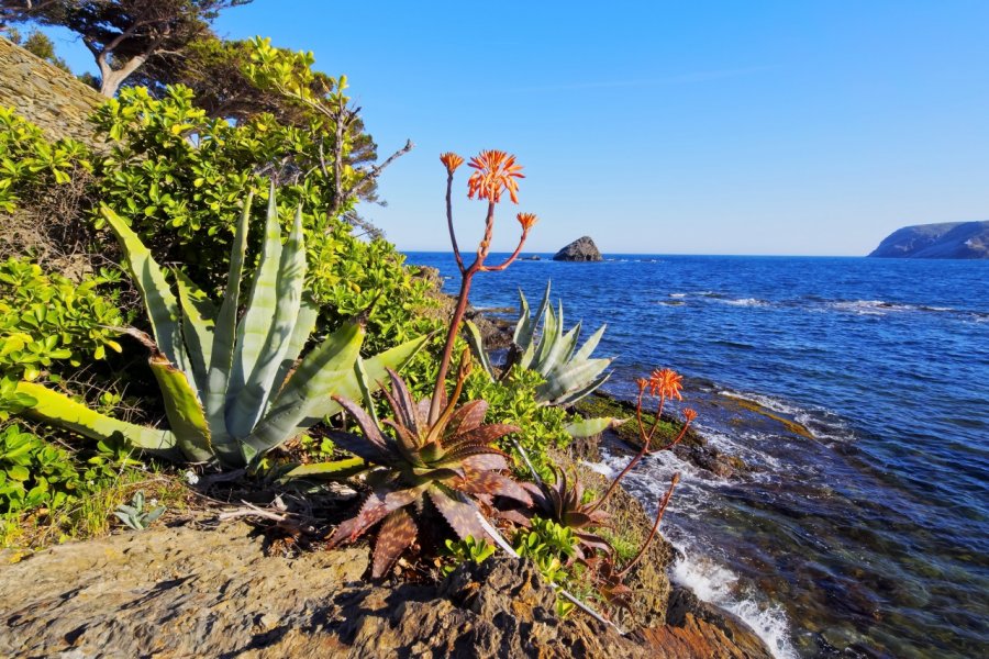 Aloe vera en pleine floraison sur les côtes de la Costa Brava. Karol Kozlowski - shutterstock.com