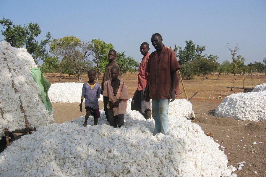 Récolte de coton Jean-Paul LABOURDETTE