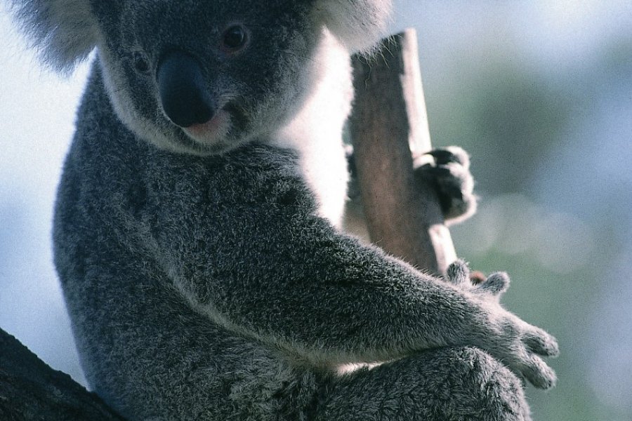 Koala du zoo de Sydney. (© Henri Conodul - Iconotec))