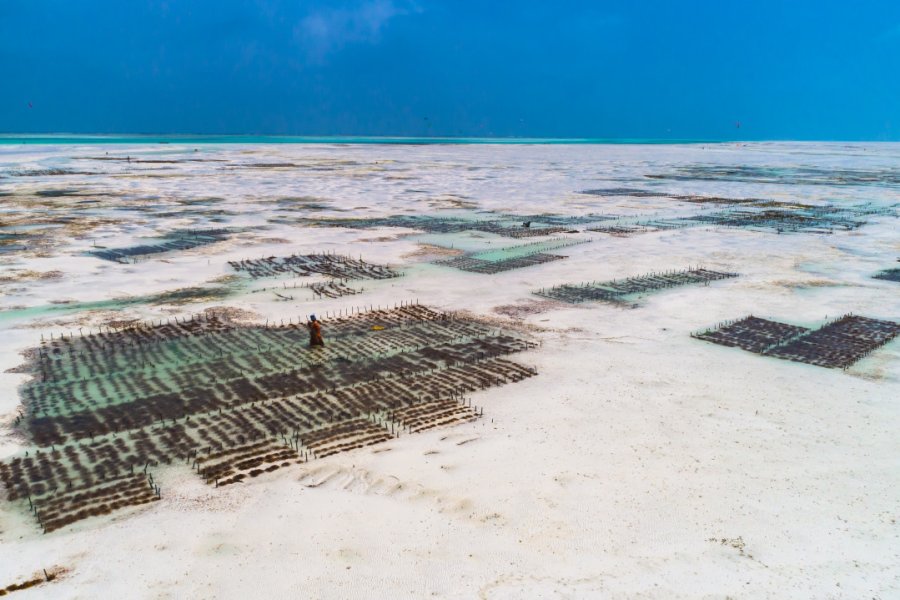 Plantation d'algues marines. Marius Dobilas - Shutterstock.com