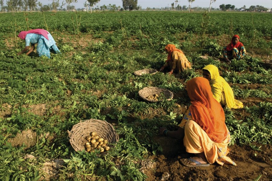 Récolte de pommes de terre à Kurukshetra. Alamer - Iconotec