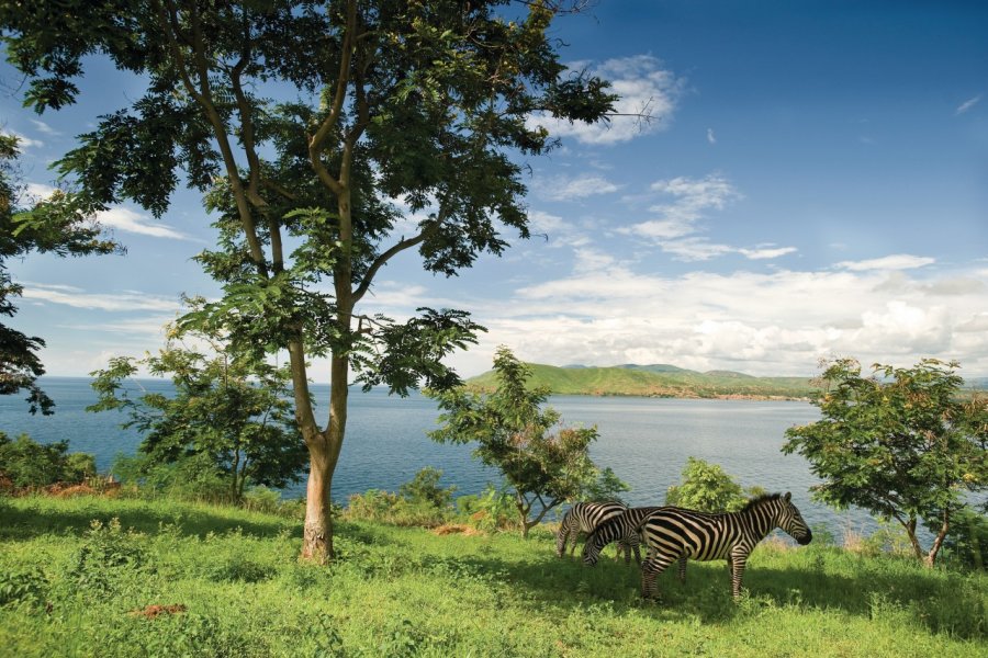 Zèbres vivant sur les rives du Lake Tanganyika guenterguni - iStockphoto.com