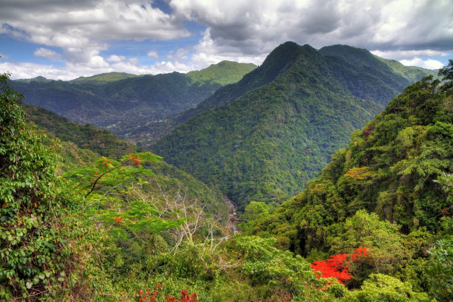 El Yunque national forest. Dennis van de Water - Shutterstock.com
