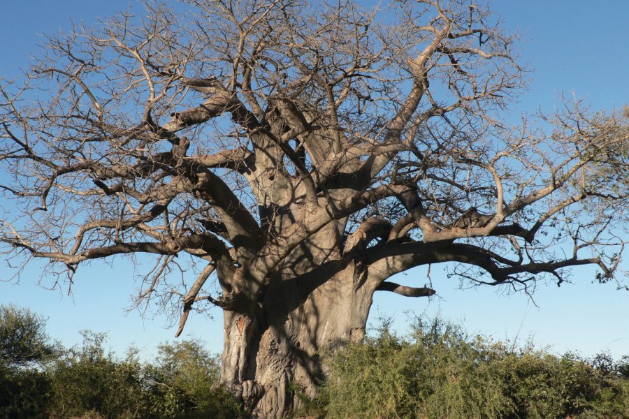 Paysage du Mahango et Lianshulu. Ute von Ludwiger / Namibia Tourism - www.fotoseeker.com