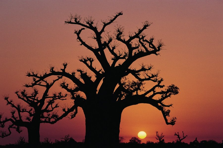 Baobab de la presqu'île du Cap vert. Tom Pepeira - Iconotec