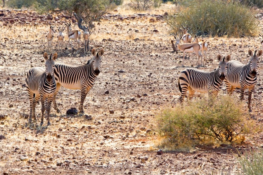 Zébres des Erongo Moutains. paula french - Shutterstock.com