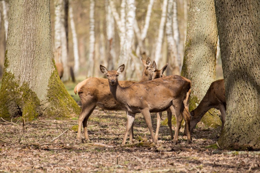 Biches dans la forêt de Rambouillet. Coralie Mathieu - Shutterstock.com