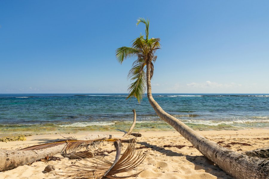 Cocotier sur plage tropicale Playa Fronton de la Galeras. Beliphotos - Shutterstock.com