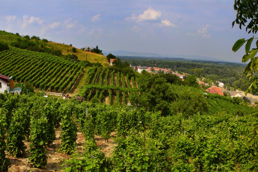 Vignobles du Tokaj. Pecold - Shutterstock.com