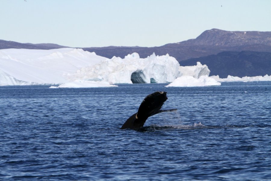 Baleine dans la baie de Disko. Stéphan SZEREMETA