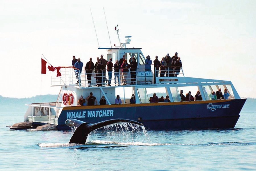 Observation des baleines de la baie de Fundy. Tourisme Nouveau-Brunswick