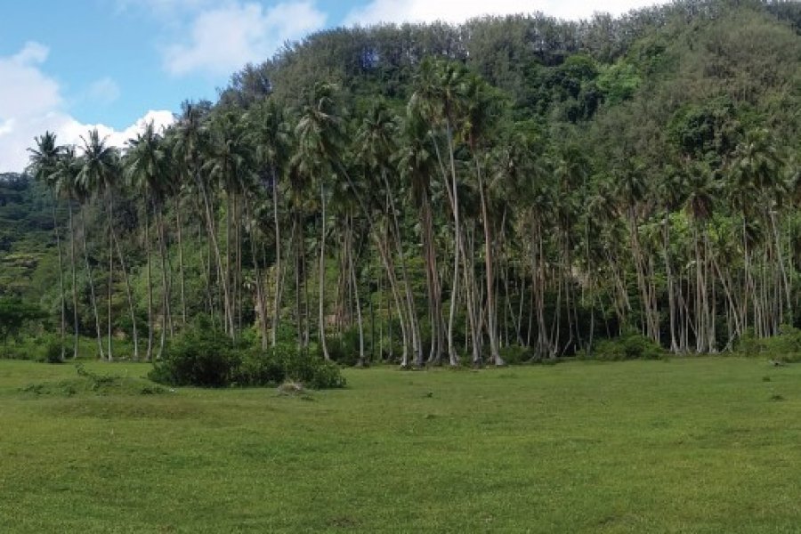 Petite palmeraie, Hauru Laurent BOSCHERO