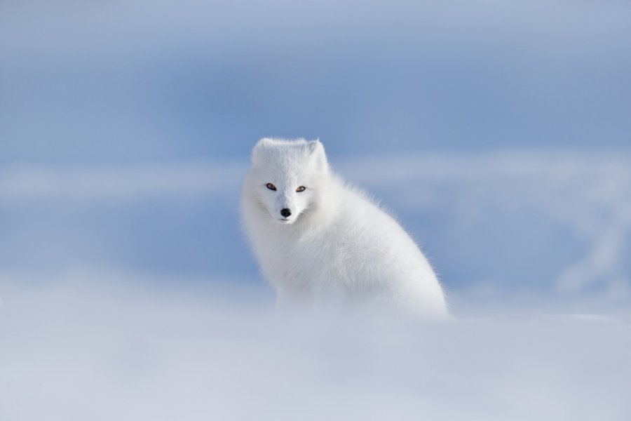 Renard polaire du Svalbard. Ondrej Prosicky - Shutterstock.com