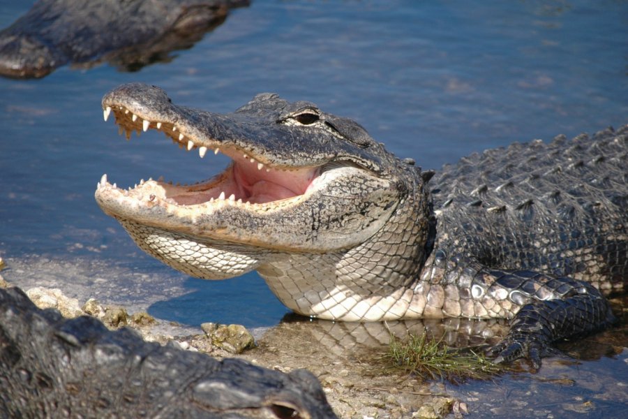 Alligator des Everglades. Zanthra - iStockphoto