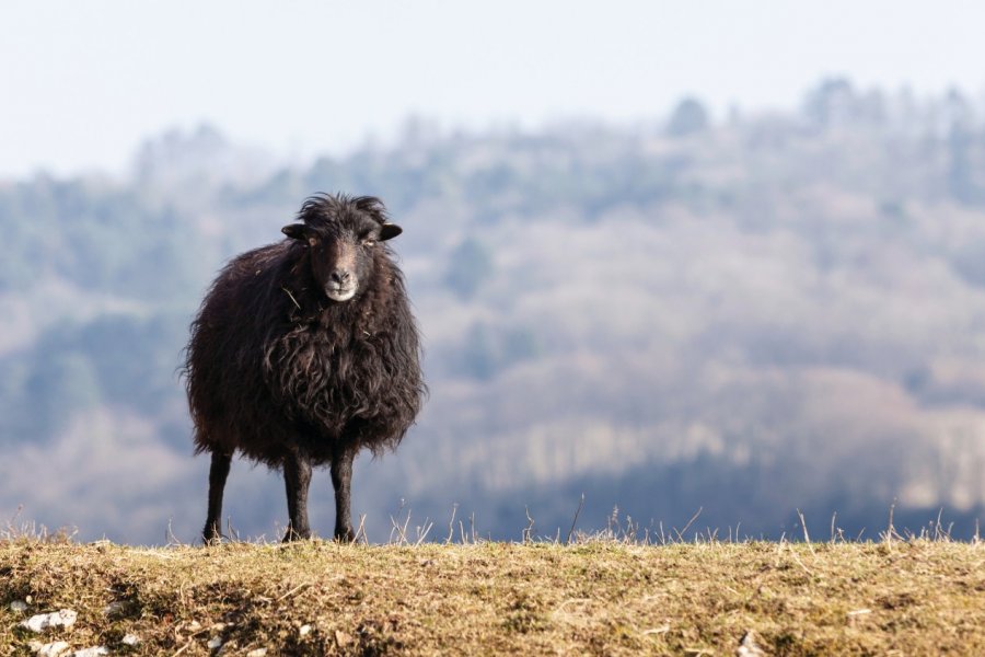 Mouton sur l'île d'Ouessant. Razvan - iStockphoto