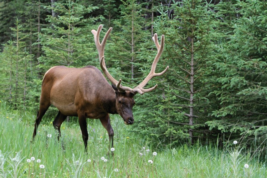 Wapiti le long de la Bow Valley Parkway. Stéphan SZEREMETA