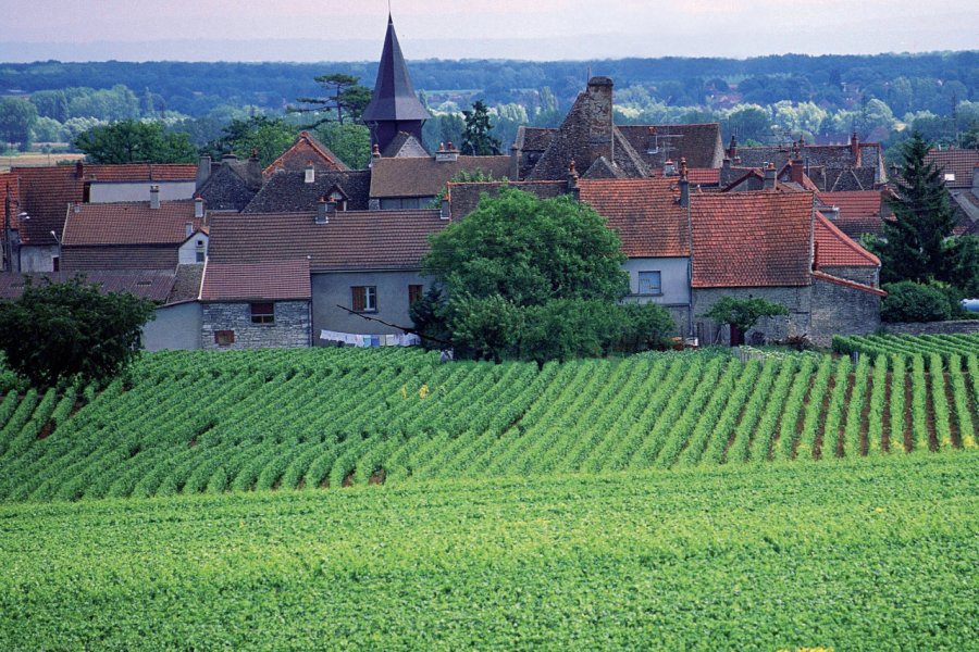 Puligny-Montrachet PHOVOIR